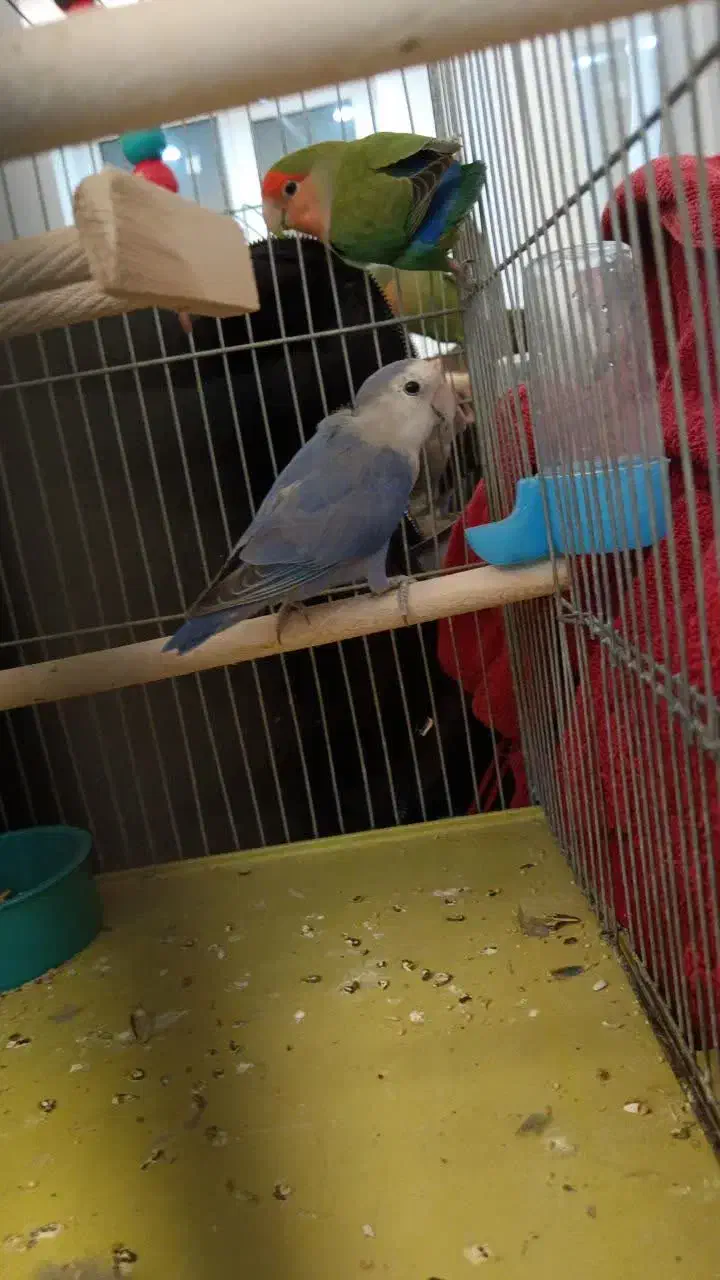 کوتوله|پرنده|تیران, |دیوار