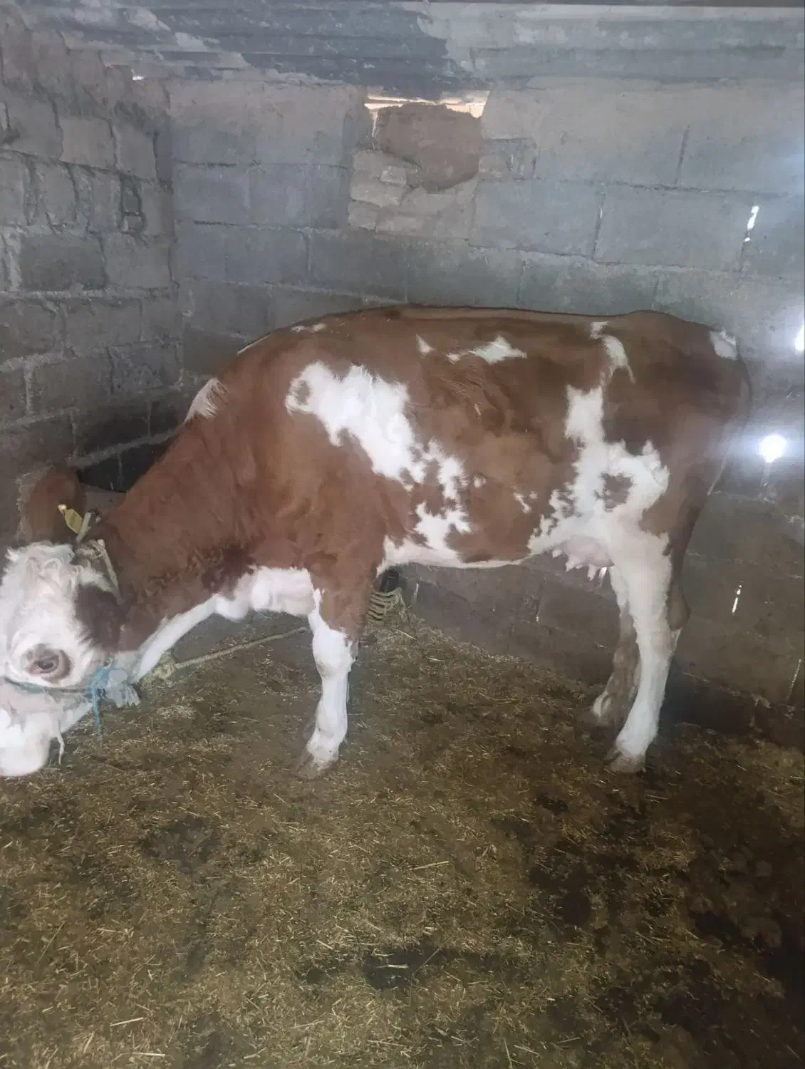 گاو سیمیتال|حیوانات مزرعه|دره شهر, |دیوار