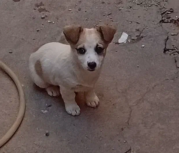 حیوان|سگ|جلفا, |دیوار