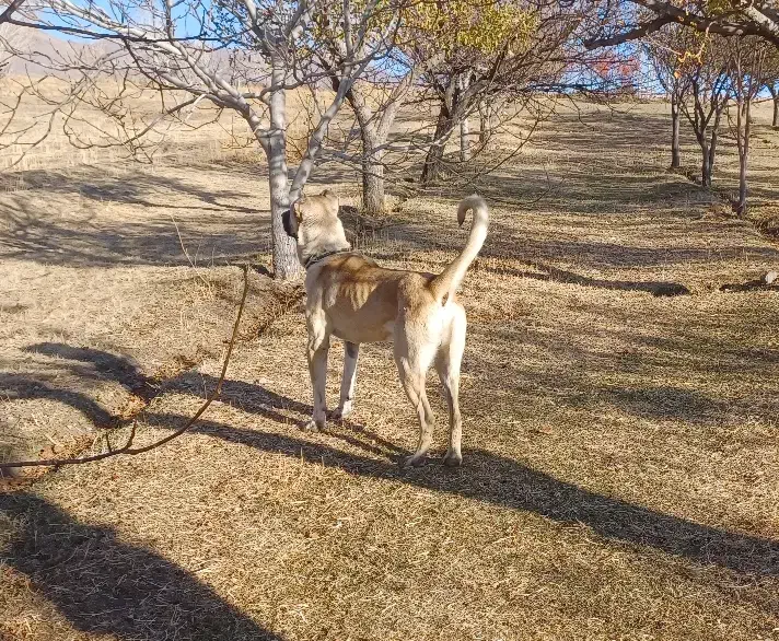سگ نر سرابی اصیل ۱۱ ماهه|سگ|ترکمانچای, |دیوار