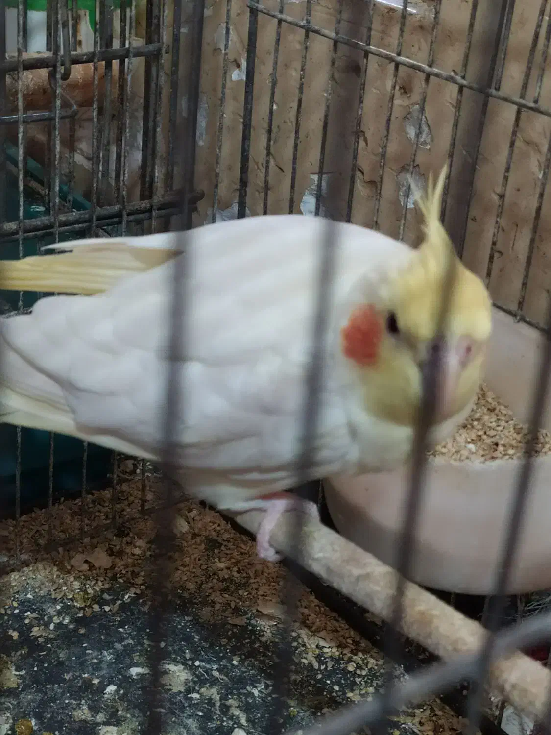 یک جفت عروس کار داده و لوتینو تکی|پرنده|شهریار, شهرک نماز (دینار آباد)|دیوار