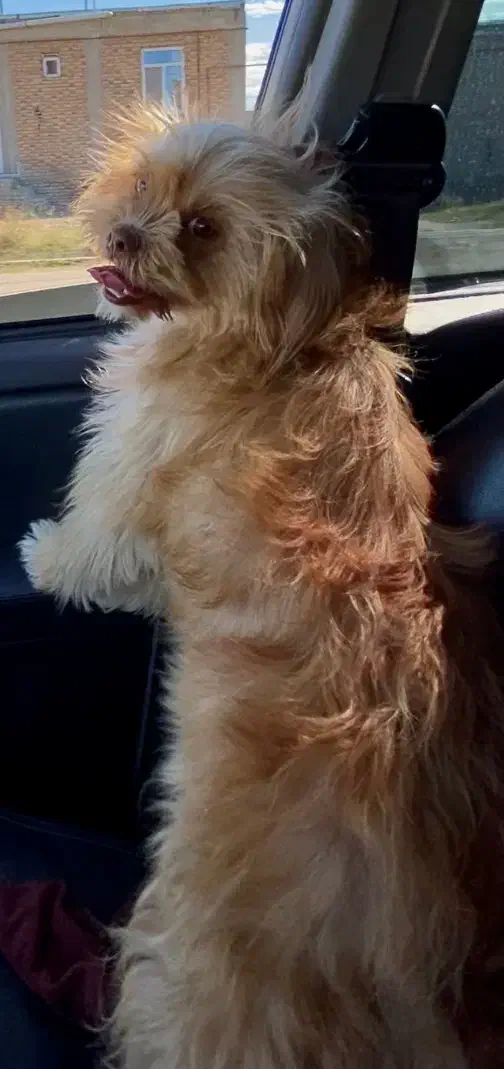 پاکوتا|سگ|پارسآباد, |دیوار