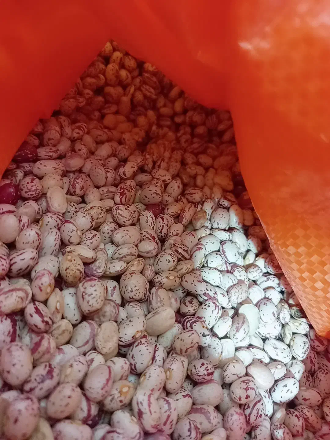 لوبیا چیتی و لوبیا قرمز|خوردنی و آشامیدنی|تهران, مختاری|دیوار