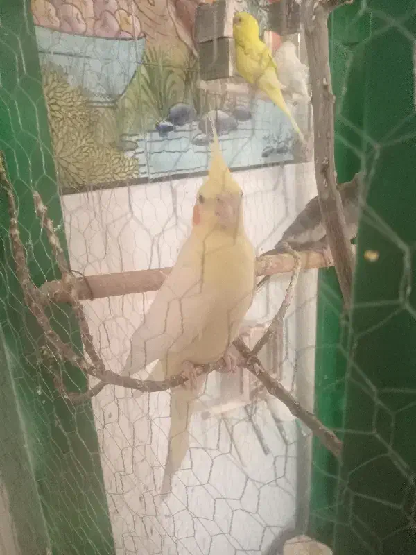 عروس هلندی|پرنده|هرند, |دیوار