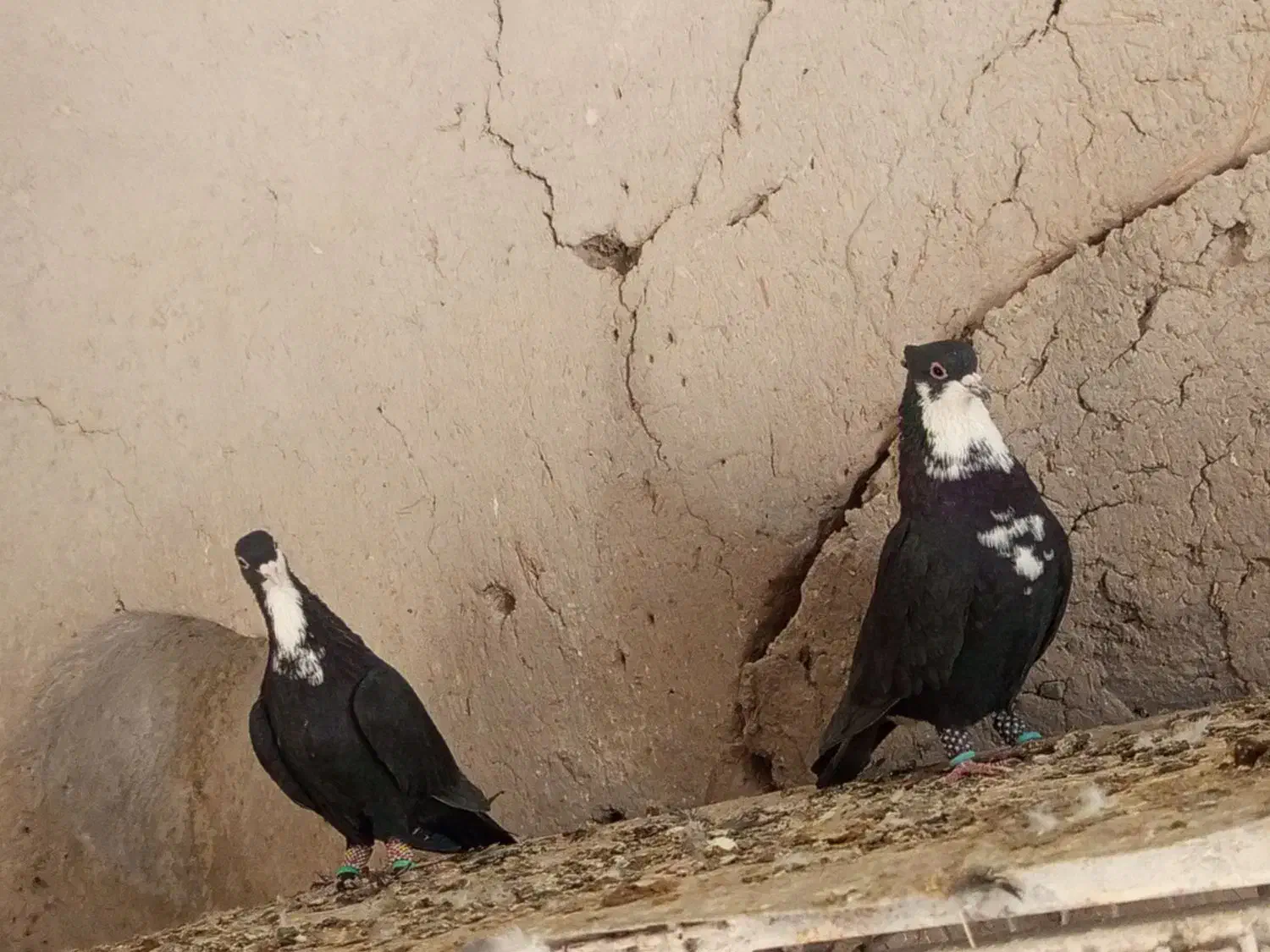 نروماده کرواتی|پرنده|تربتحیدریه, باغ سلطانی|دیوار