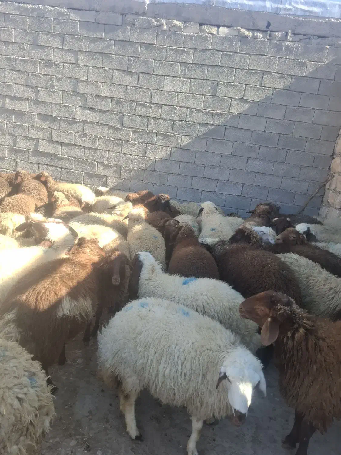 گوسفند ودامداری|حیوانات مزرعه|طرهان, |دیوار