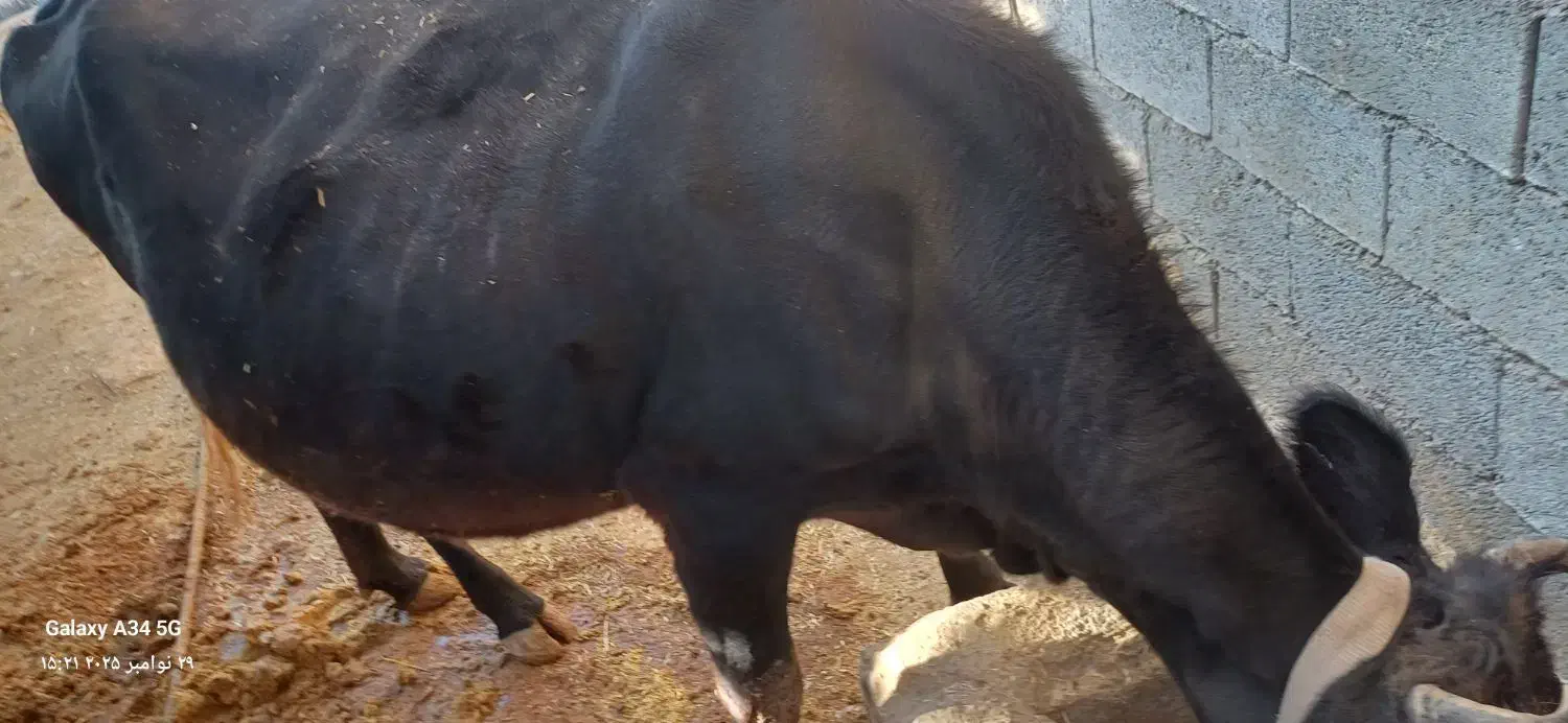 فروش چند راس گاو ابستن با گوساله|حیوانات مزرعه|ایذه, |دیوار