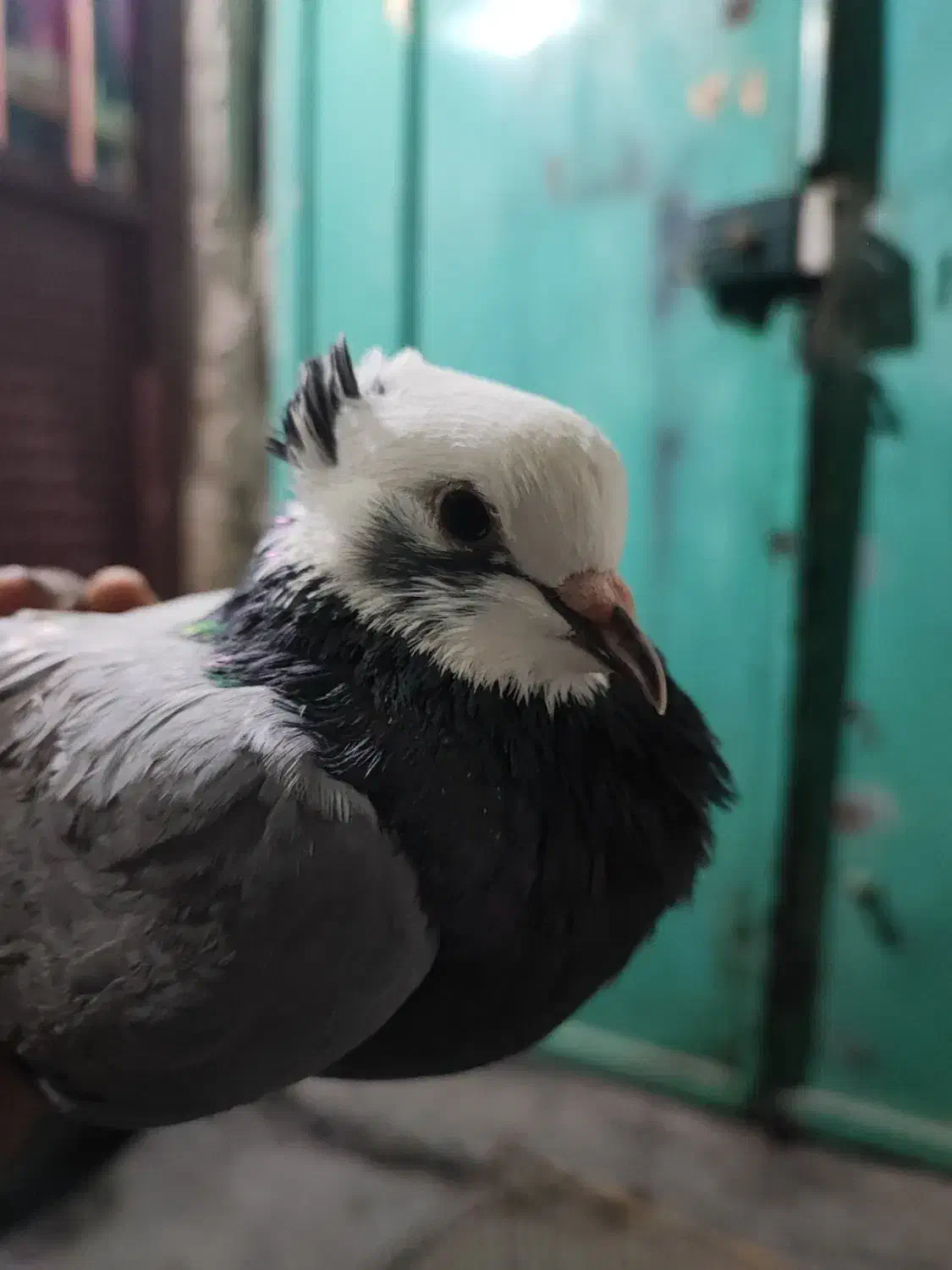 کبوتر شازده|پرنده|بندرعباس, |دیوار