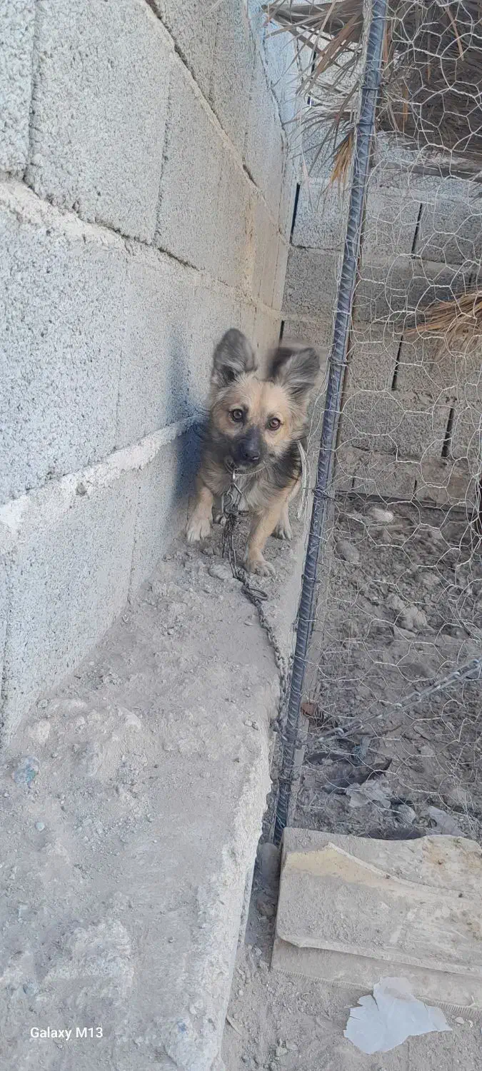 واگذاری سگ اشپیتس|سگ|جیرفت, |دیوار