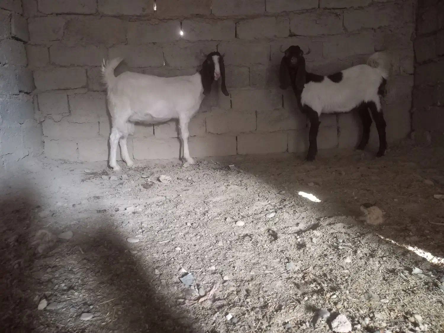 بز مری|حیوانات مزرعه|جزنیک, |دیوار