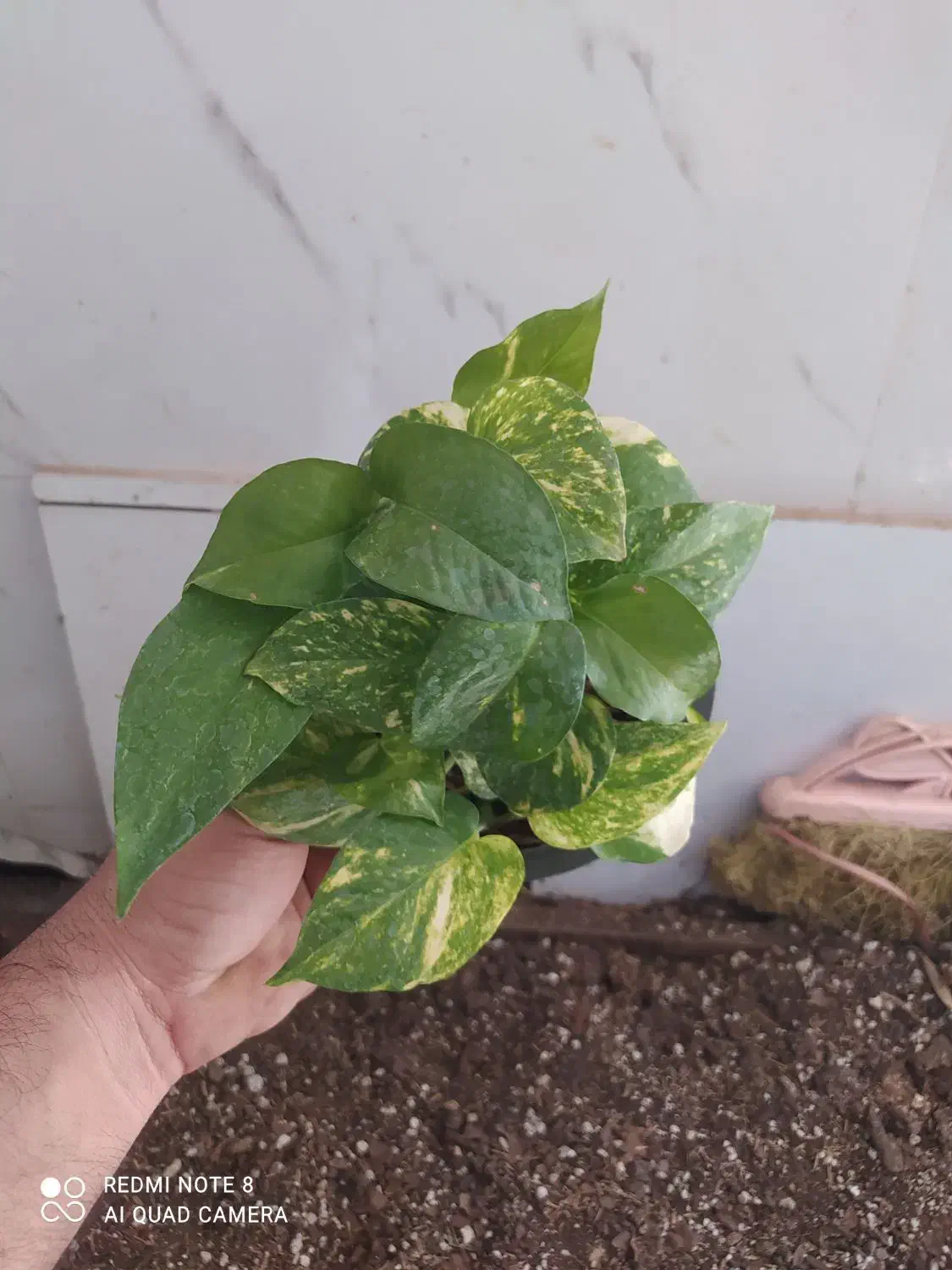 گل و گیاه پتوس|گل و گیاه طبیعی|اهواز, سیصد دستگاه|دیوار