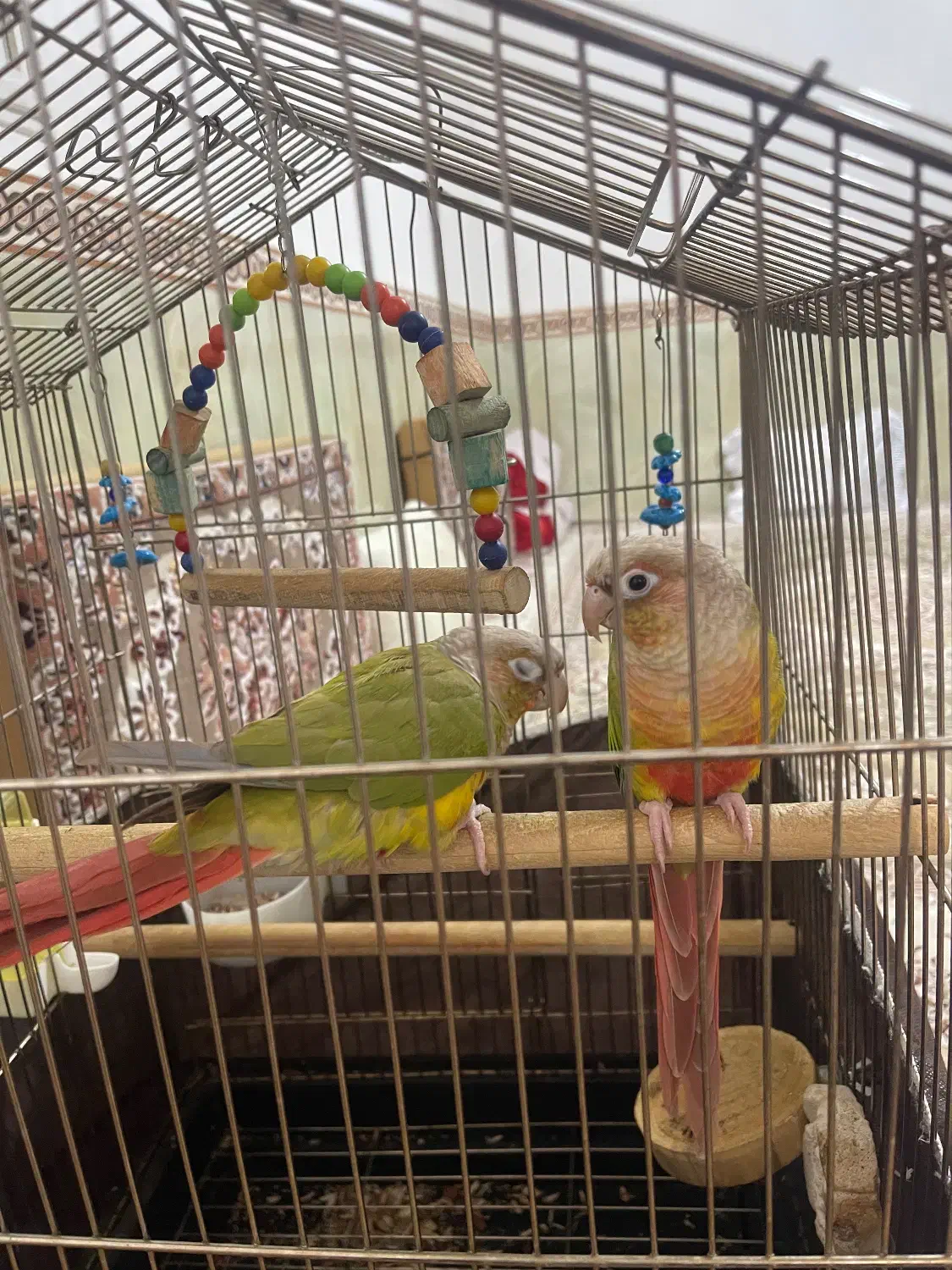 طوطی گرینجیگ|پرنده|شهریار, شهرک بهاران (ویره)|دیوار