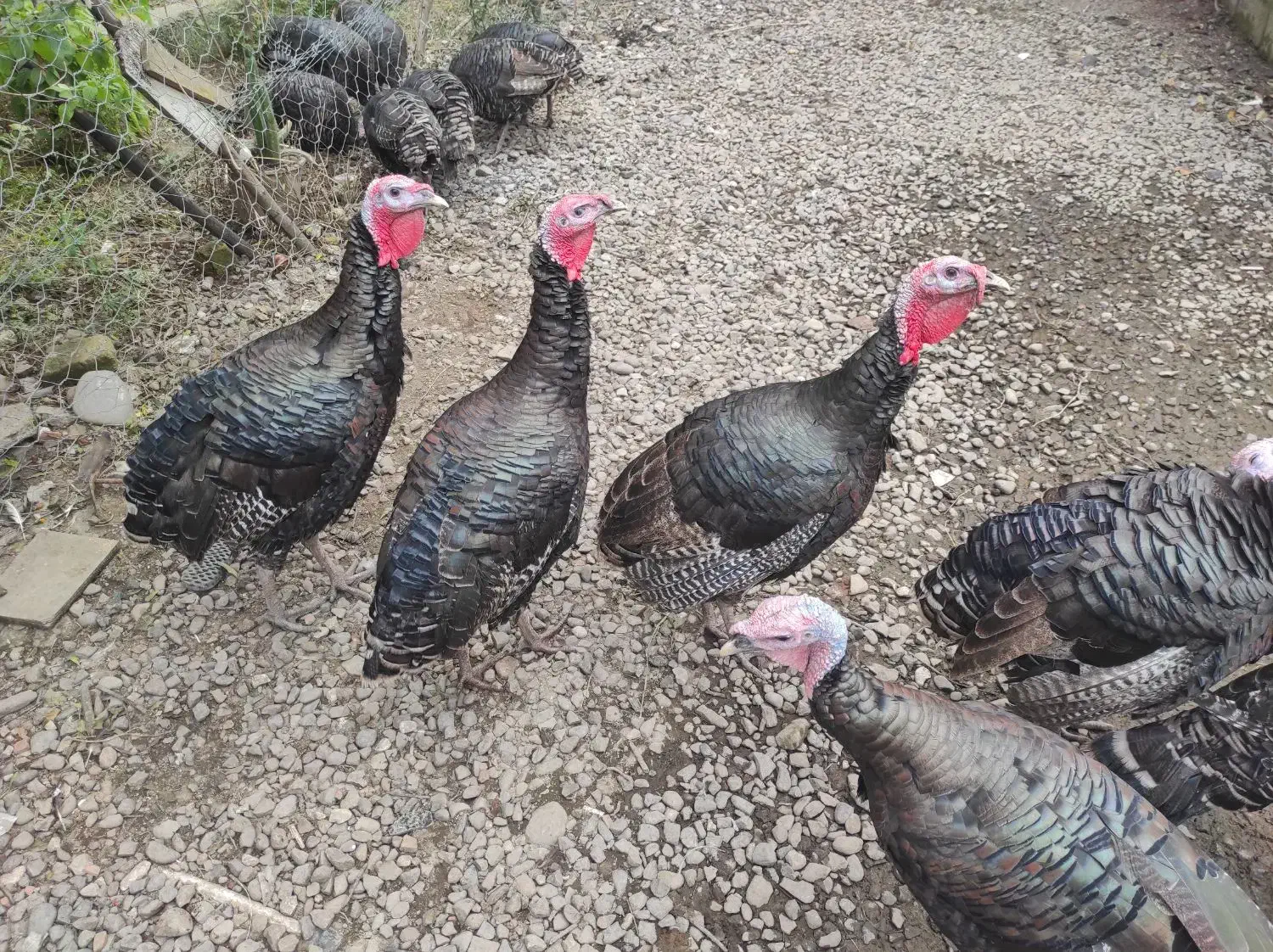 بوقلمون سرحال|حیوانات مزرعه|لاهیجان, کوی زمانی|دیوار