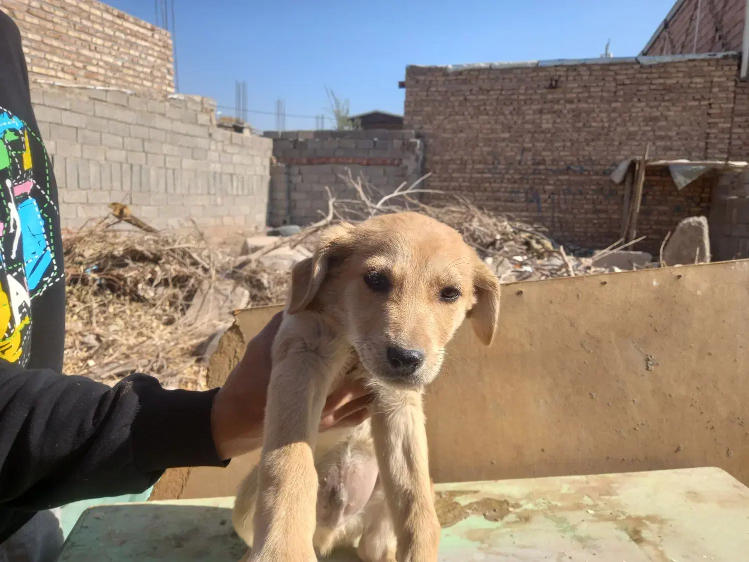 پنج عدد اشپیتز نر و ماده|سگ|کرمان, |دیوار