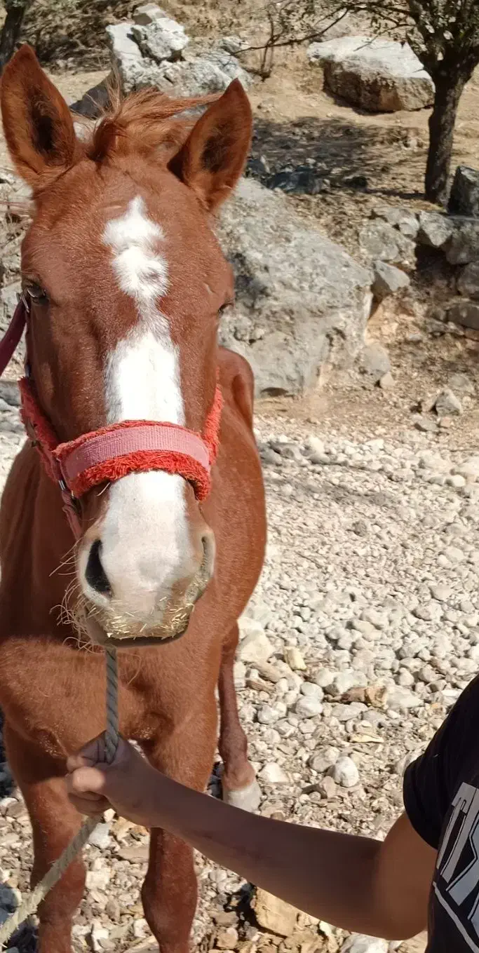 اسب|اسب و تجهیزات اسب‌سواری|مسجد سلیمان, |دیوار