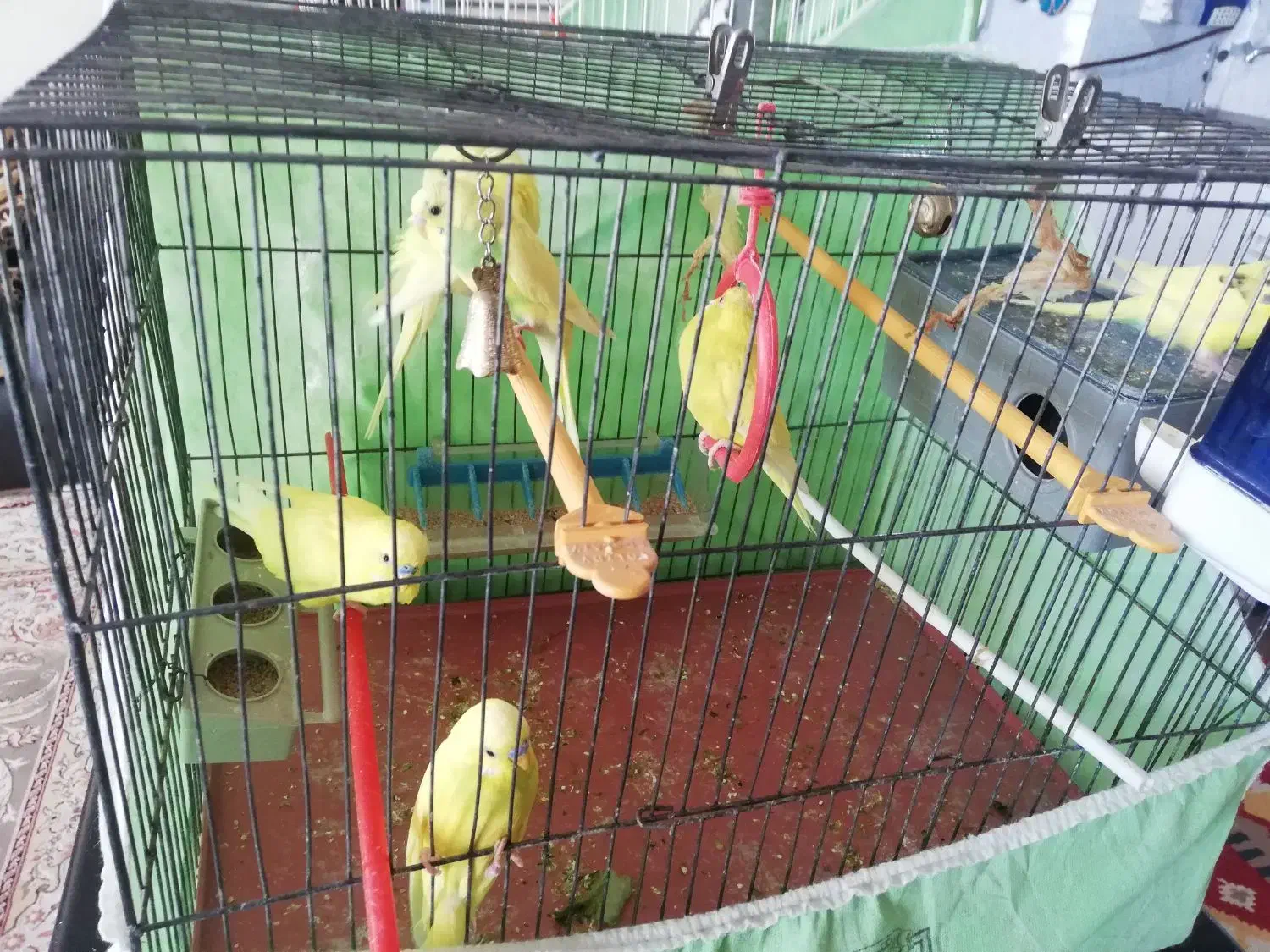 مرغ عشق|پرنده|بیرجند, |دیوار