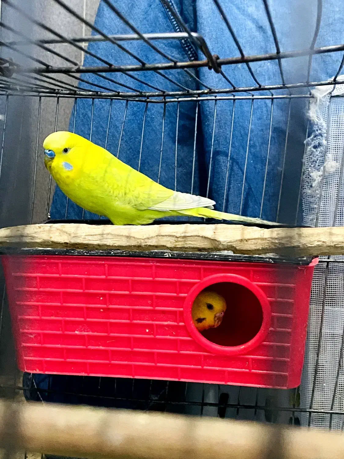 مرغ عشق|پرنده|مریوان, |دیوار