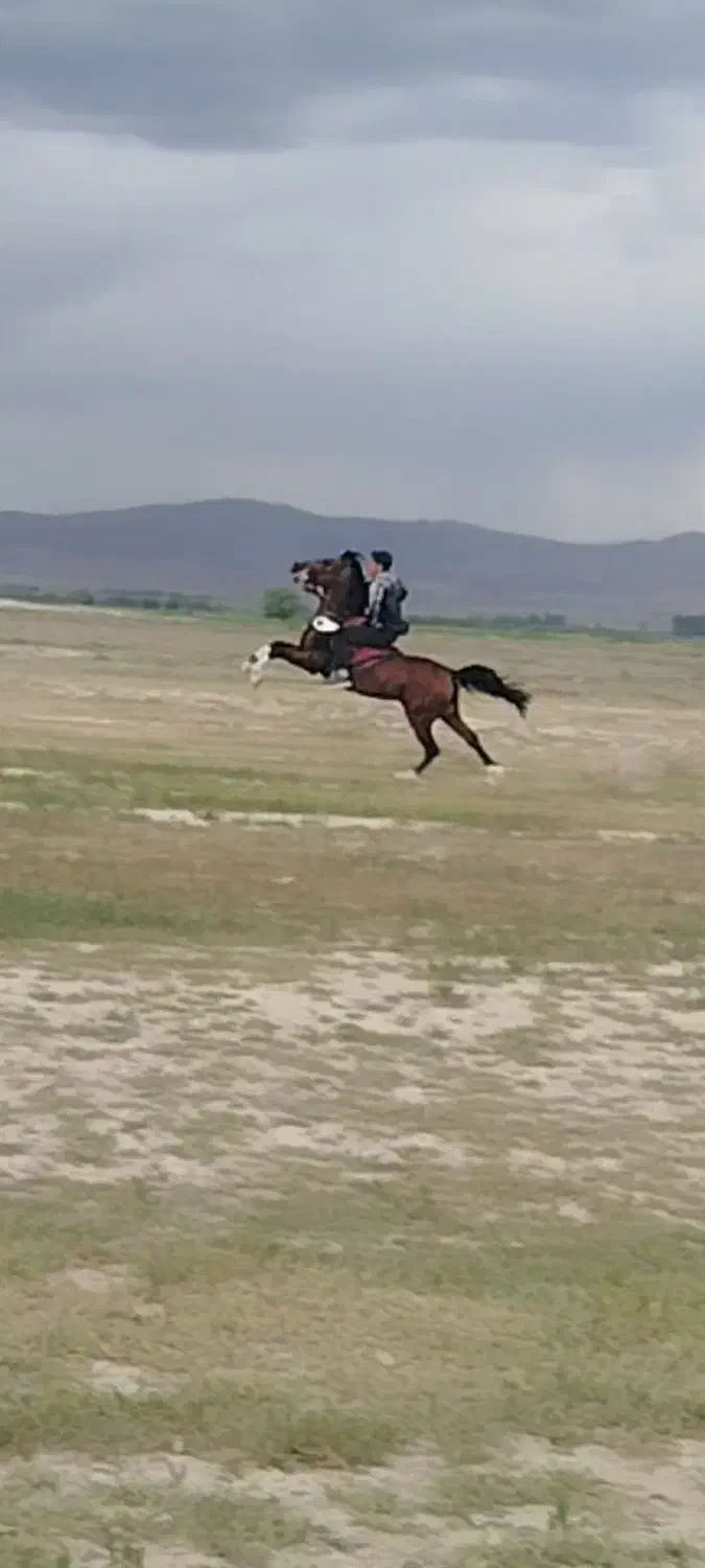 اسب جوان|اسب و تجهیزات اسب‌سواری|سلماس, |دیوار