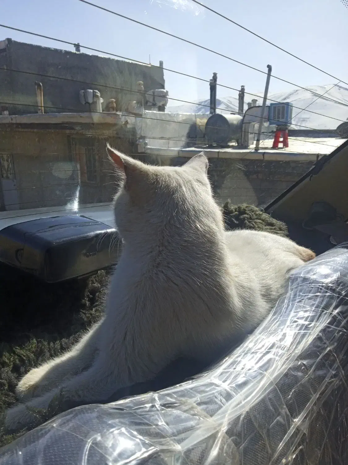 گربە گمشدە|حیوانات|مریوان, |دیوار