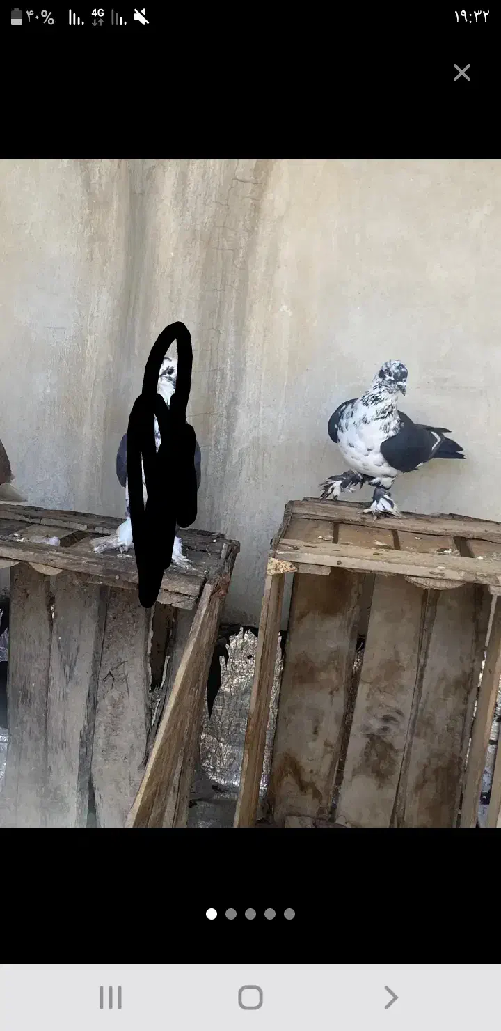 کبوتر دونه ۱۰۰|پرنده|جهرم, |دیوار