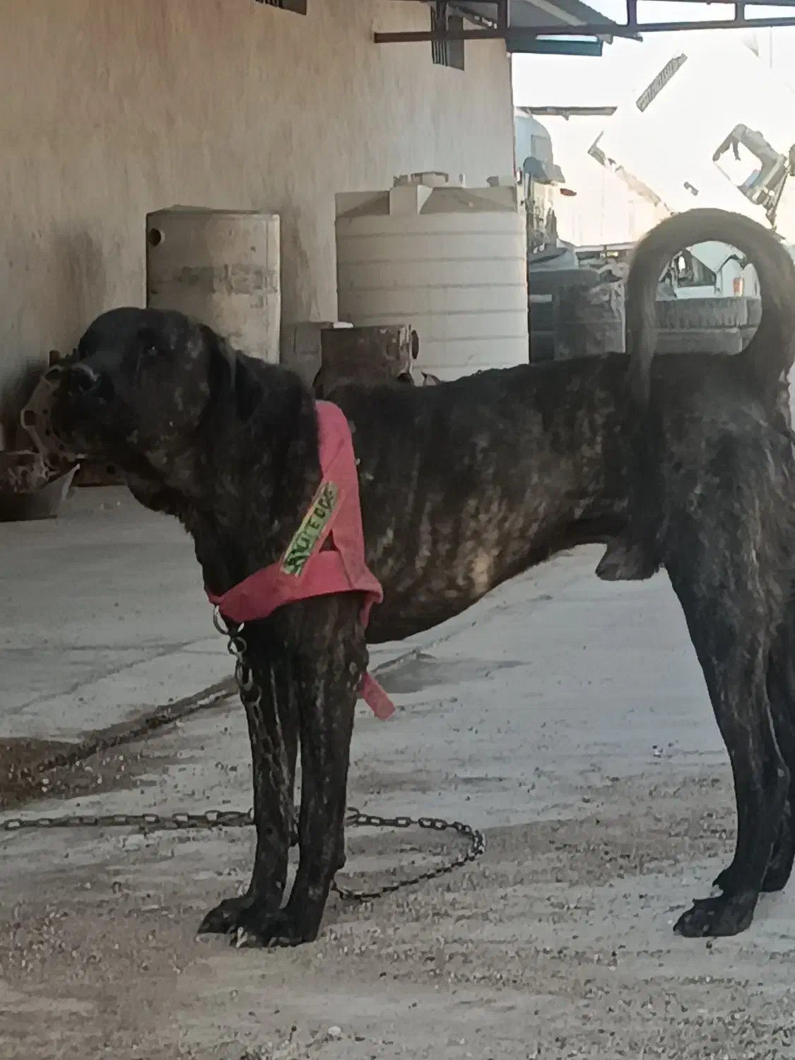 سگ دورگه افغان|سگ|سیرجان, |دیوار