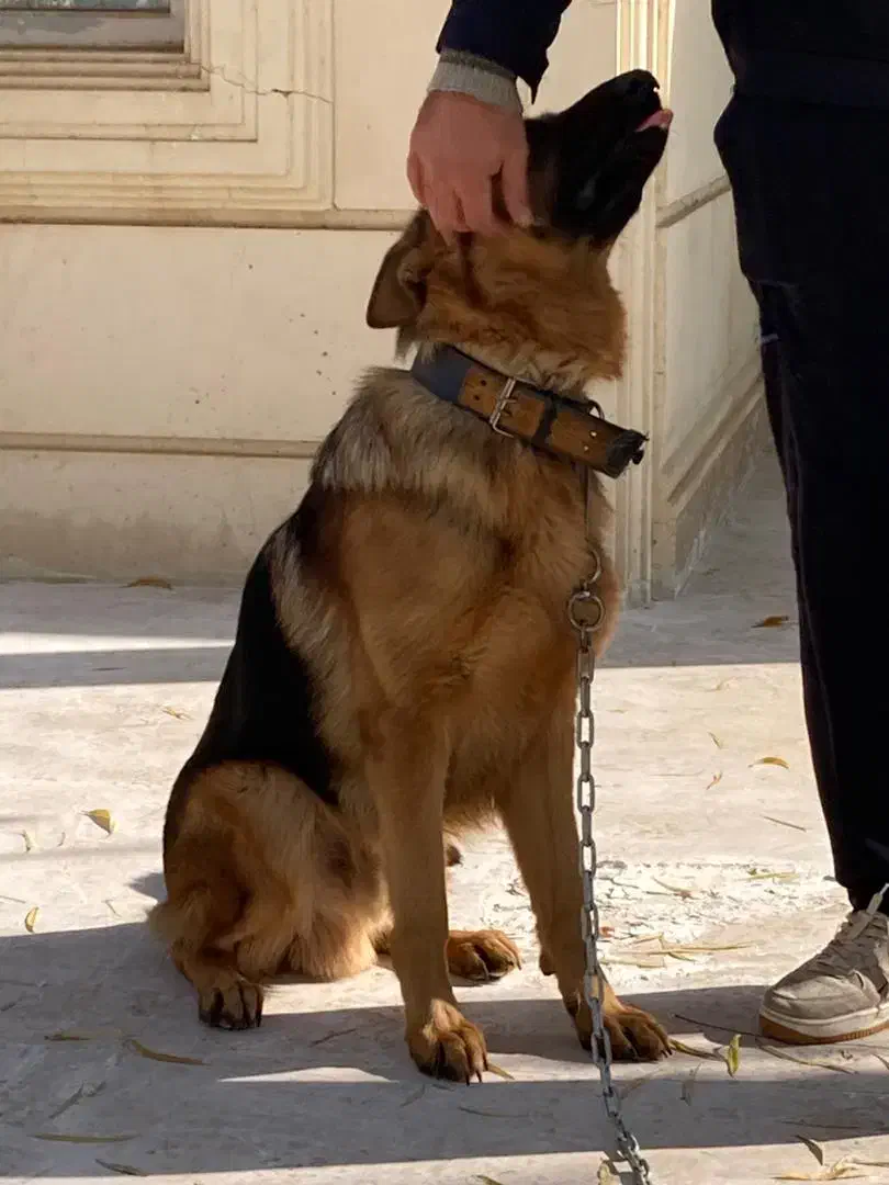 سگ ژرمن اصیل|سگ|چهارباغ, |دیوار