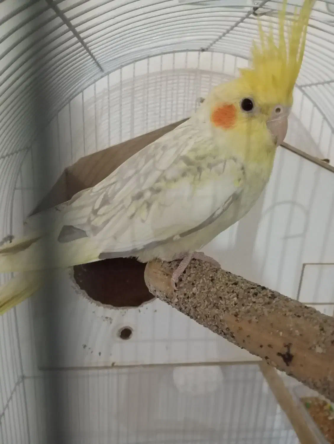 عروس هلندی و فنچ|پرنده|ایوان, |دیوار