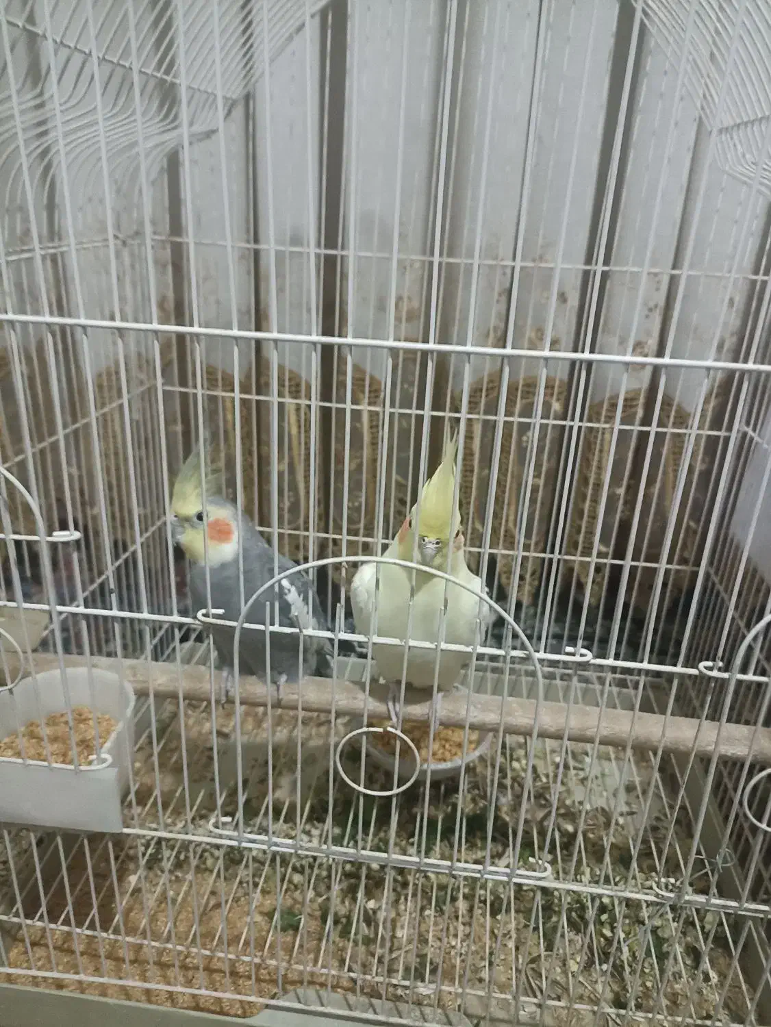 جفت عروس هلندی مولد|پرنده|رفسنجان, |دیوار