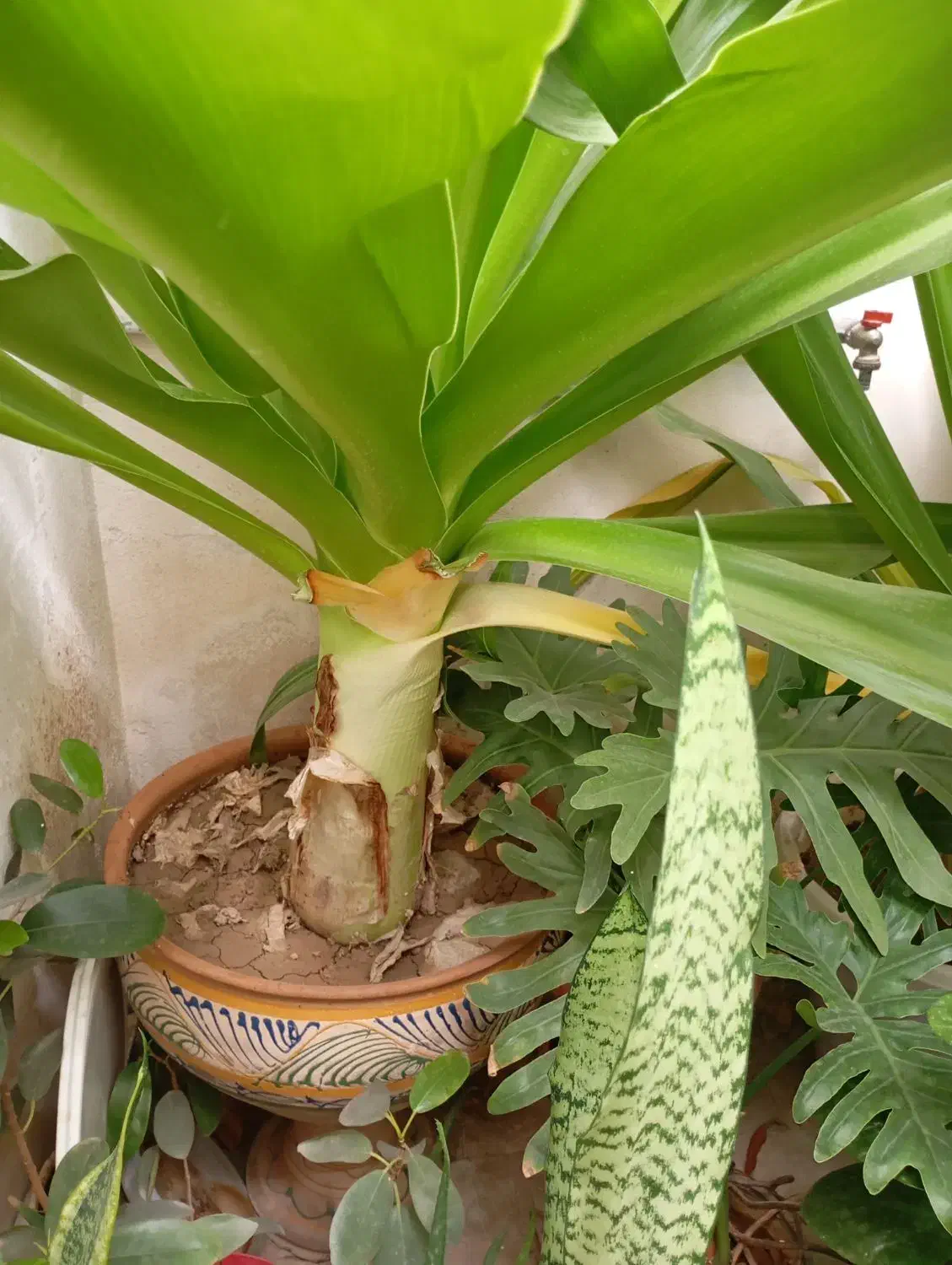 فروش گل طبیعی|گل و گیاه طبیعی|قهدریجان, |دیوار