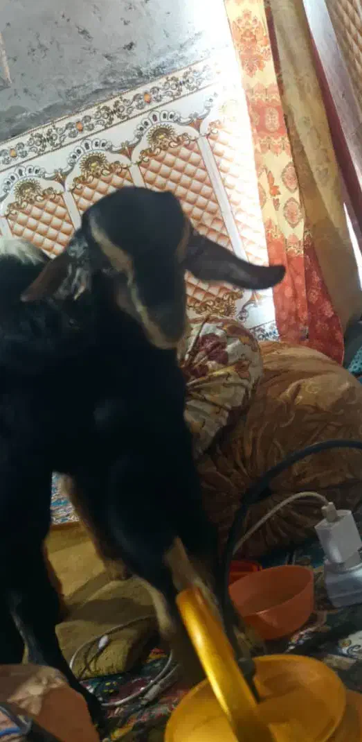 کهره گمشدع|حیوانات|ایرانشهر, |دیوار