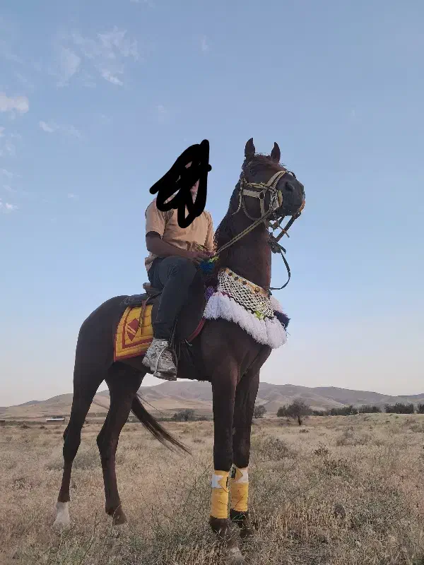 نریان عرب|اسب و تجهیزات اسبسواری|مرند, |دیوار