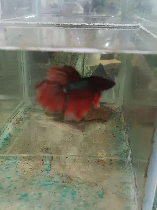 فایتر|ماهی|تبریز, |دیوار