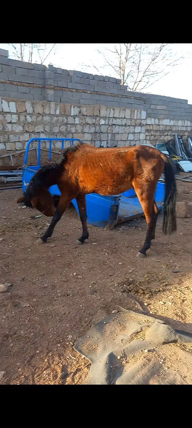 اسب نریان سه سال|اسب و تجهیزات اسبسواری|خرمآباد, |دیوار