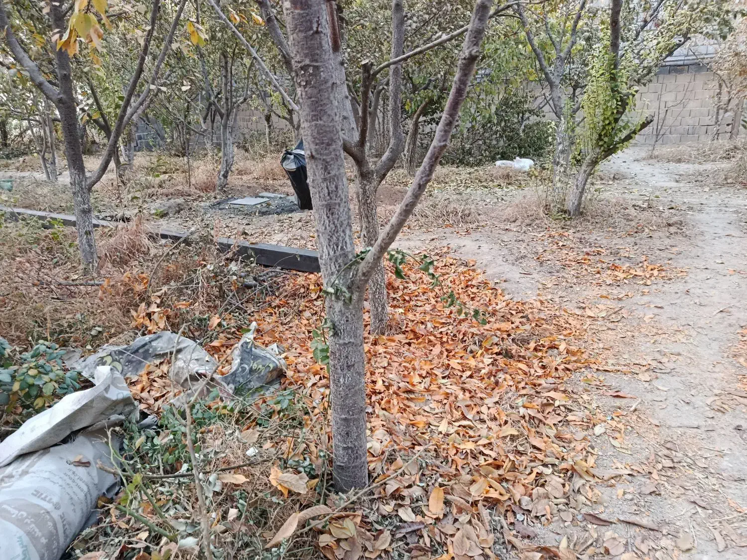 انواع درخت میوه ۸ سال به بالا تنه درشت و خوب|گل و گیاه طبیعی|چهاردانگه (تهران), |دیوار