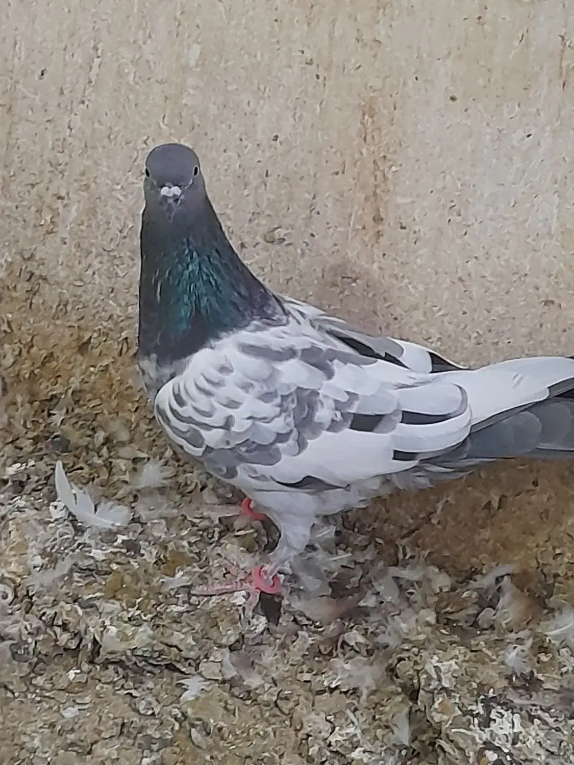 دوعدد گرفتنی|پرنده|آبادان, |دیوار