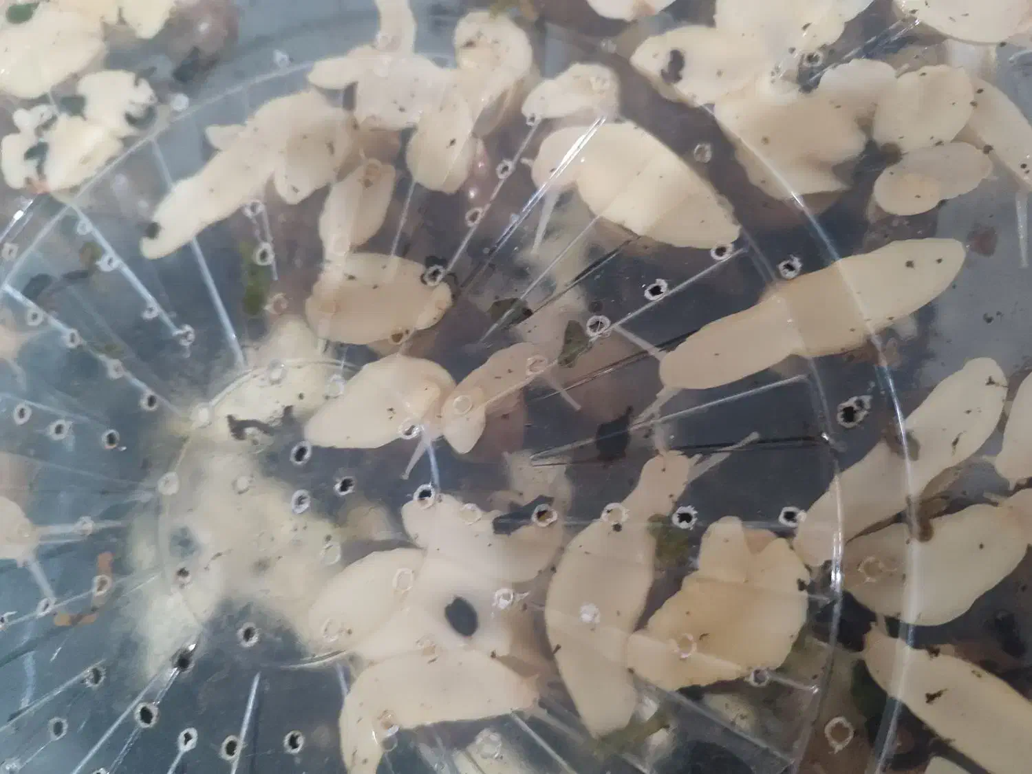 حلزون پرورشی آفریقایی آچاتینا جهت زیبایی پوست|خزنده|اهواز, کوروش|دیوار