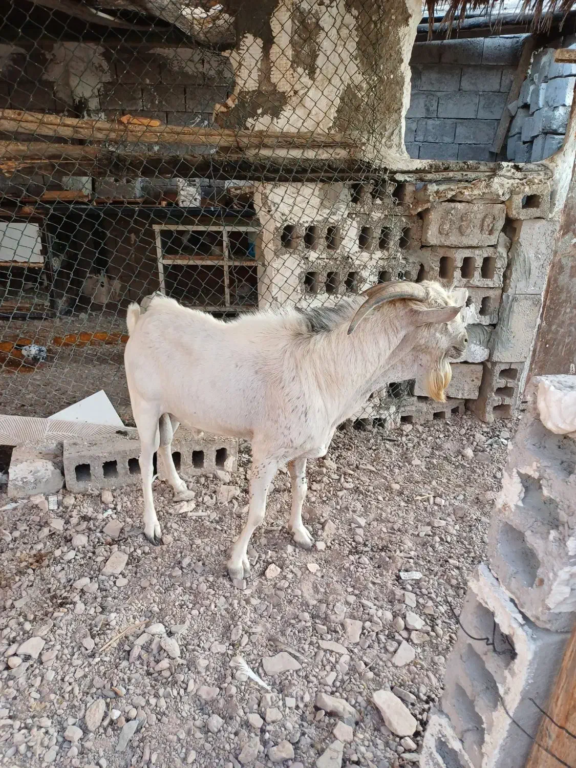 سلام فروش نر|حیوانات مزرعه|بندرعباس, |دیوار