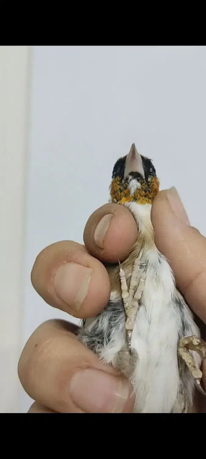 سهره چند نشون|پرنده|تهران, مینای شمالی (مخبر)|دیوار