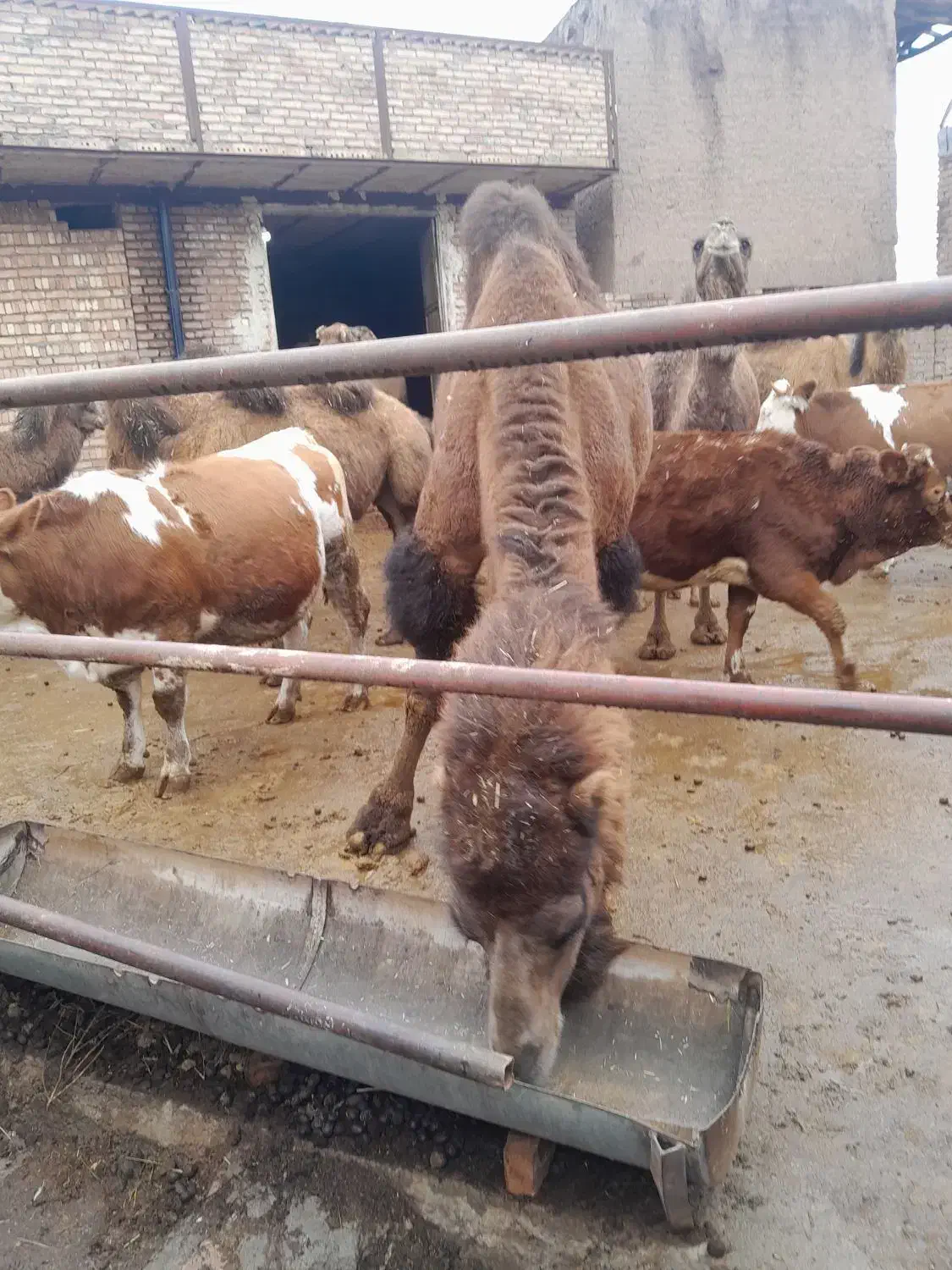 گوشت شتر|خوردنی و آشامیدنی|شبستر, |دیوار