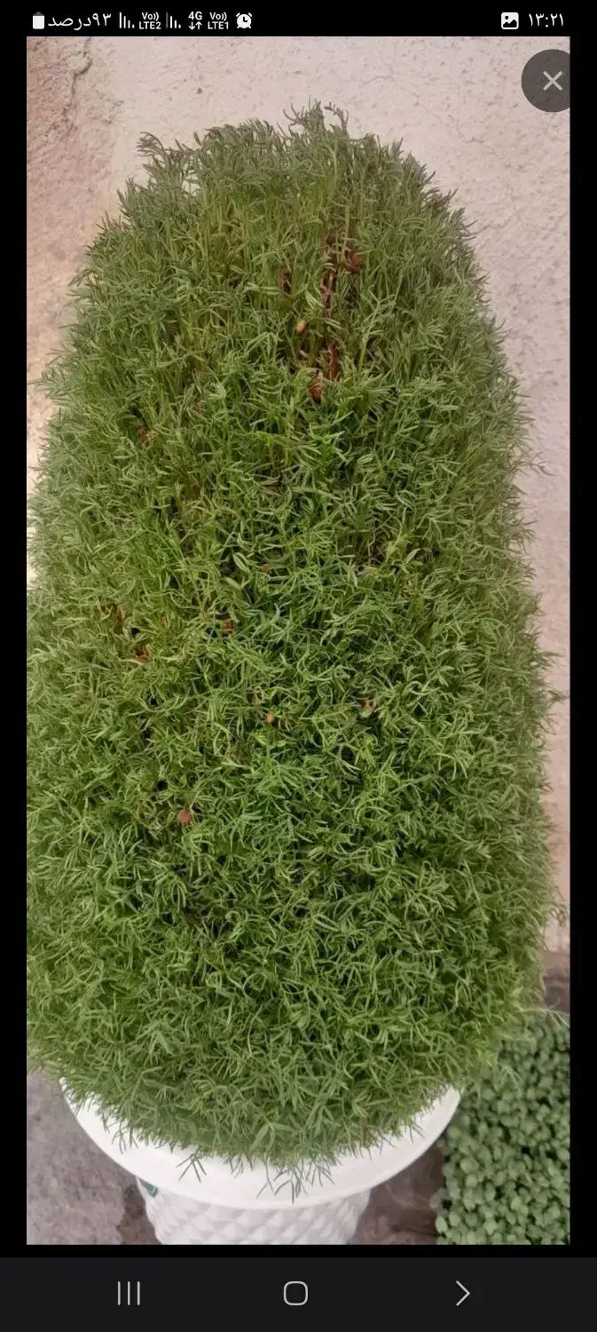 سبزی|گل و گیاه طبیعی|نورآباد, |دیوار