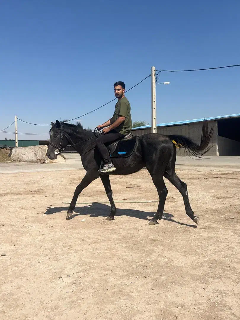 اسب تروبرد 100|اسب و تجهیزات اسبسواری|ورامین, ورامین|دیوار