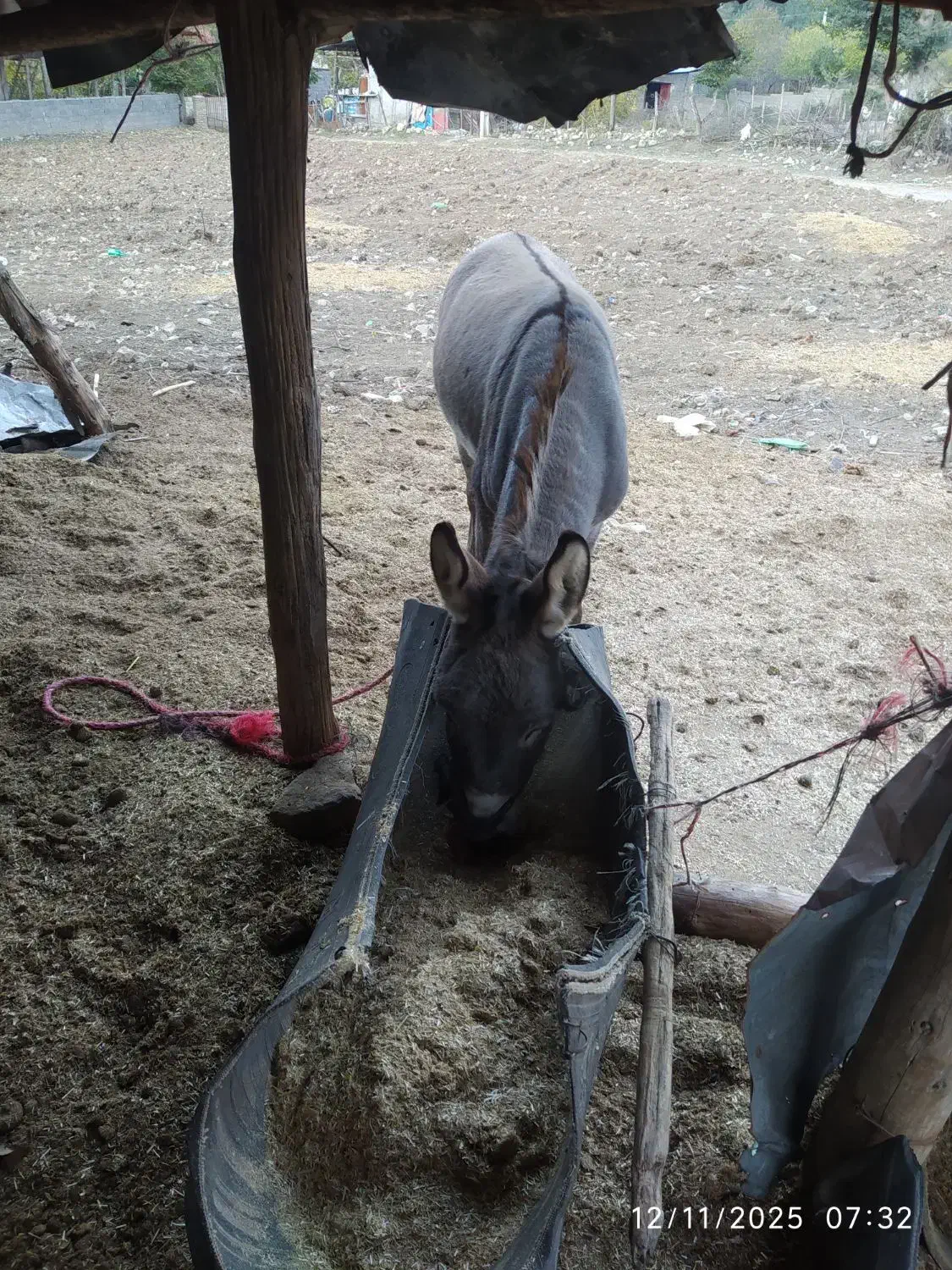 الاغ نر|حیوانات مزرعه|علیآباد کتول, |دیوار