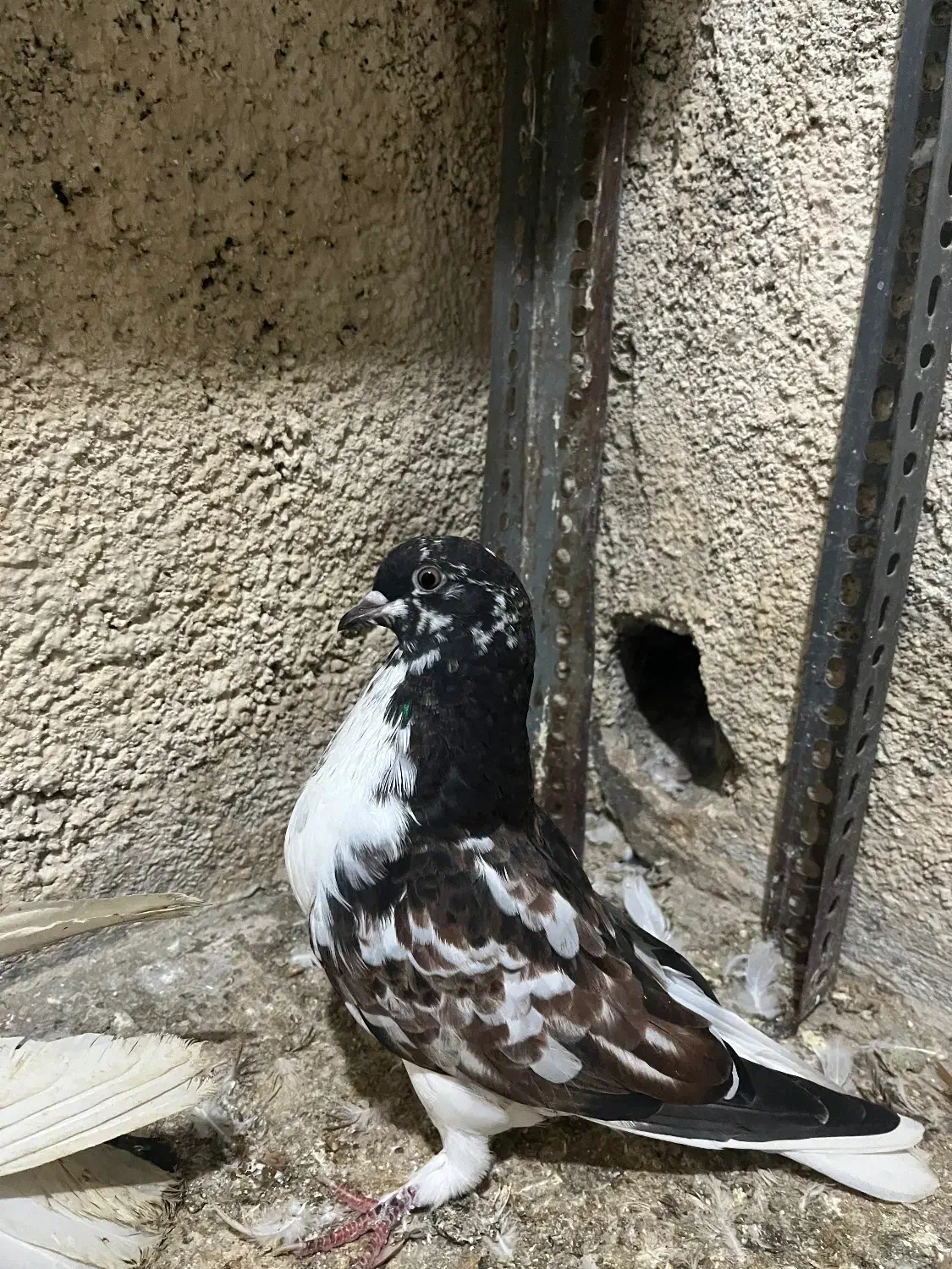 کبوتر|پرنده|گرگان, |دیوار