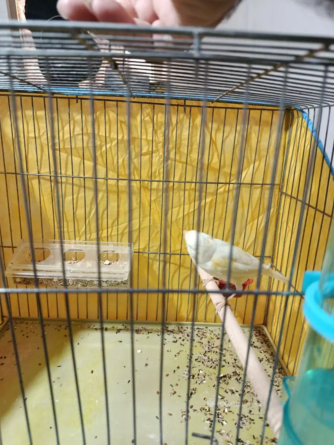 قناری ماده لیمویی مست مست|پرنده|کازرون, |دیوار