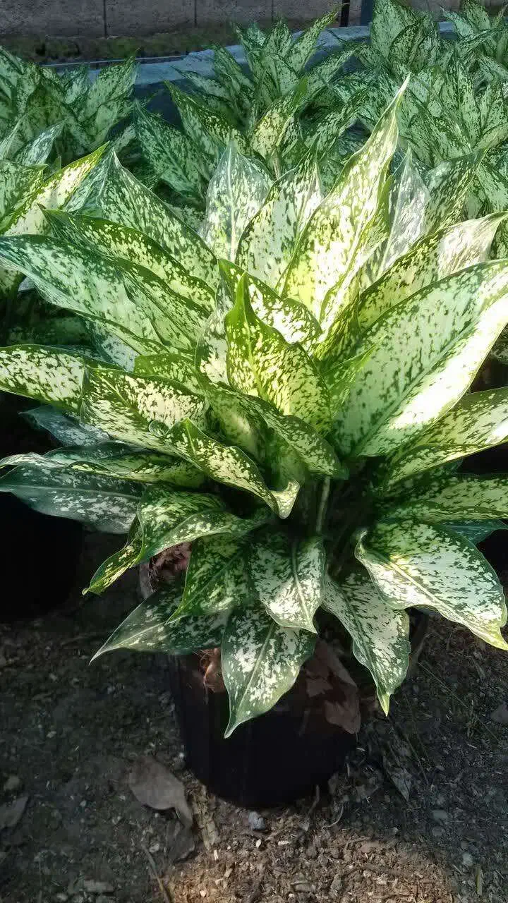 آگلونما برفی سطل7|گل و گیاه طبیعی|گتاب, |دیوار