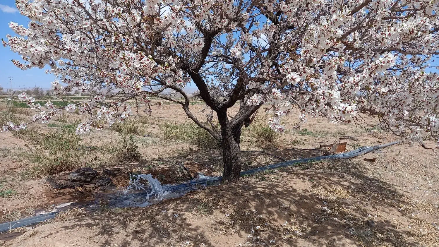 زمین باغی وزوان پشته دانشگاه پیام نور وزوان|فروش زمین و ملک کلنگی|میمه, |دیوار