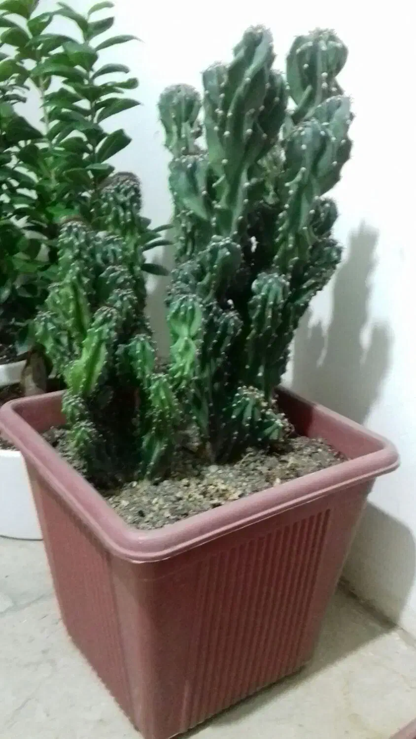 گل کاکتوس بن سای|گل و گیاه طبیعی|شیراز, آزادگان|دیوار