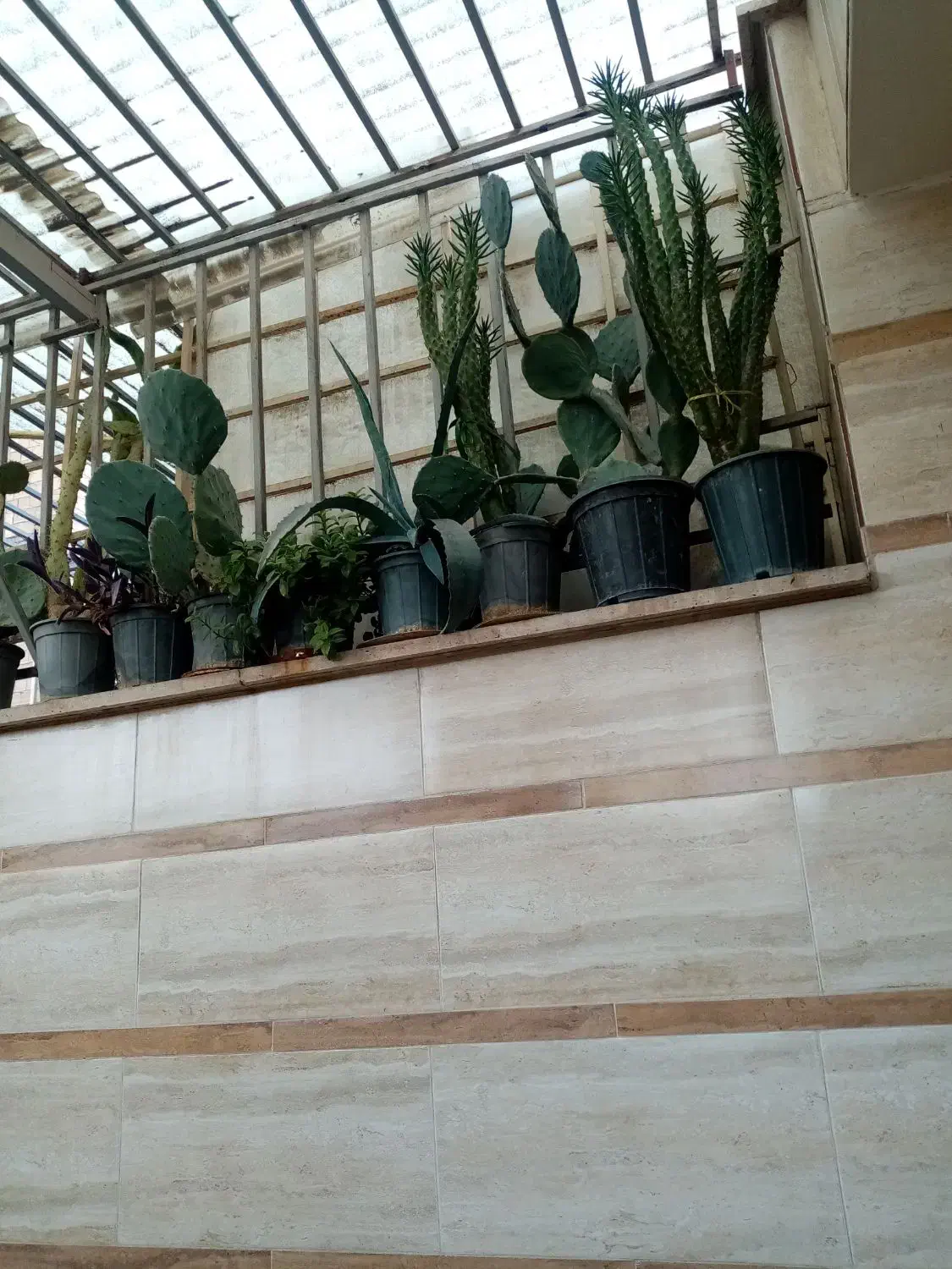 همه گلهایکجابه فروش می‌رسد.|گل و گیاه طبیعی|بهارستان, |دیوار