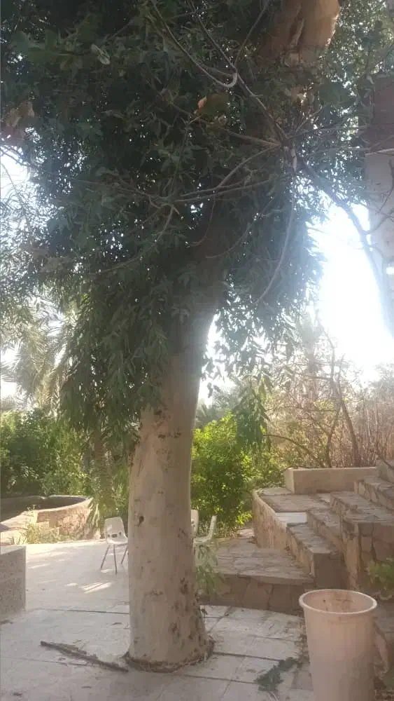 خدمات اره بنزینی و خرید چوب|خدمات باغبانی و درختکاری|بندر کنگان, |دیوار