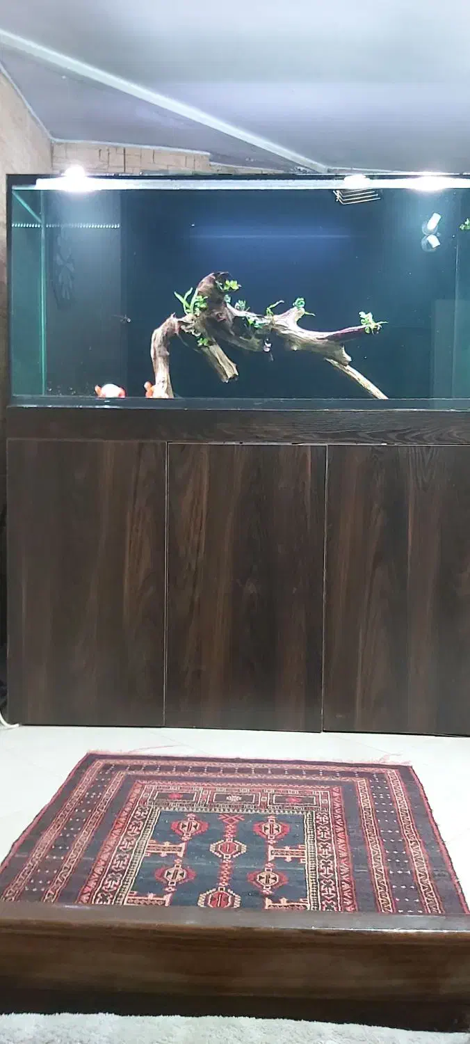 اکواریوم پمپ جیکودماهی گلدفیش رنچووارداتی تاپ گرید|ماهی|تهران, جنت‌آباد مرکزی|دیوار